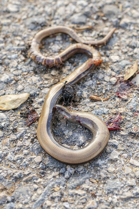 Chalcides striatus hit by a car- Berguedà province, near Barcelona's Pyrenees